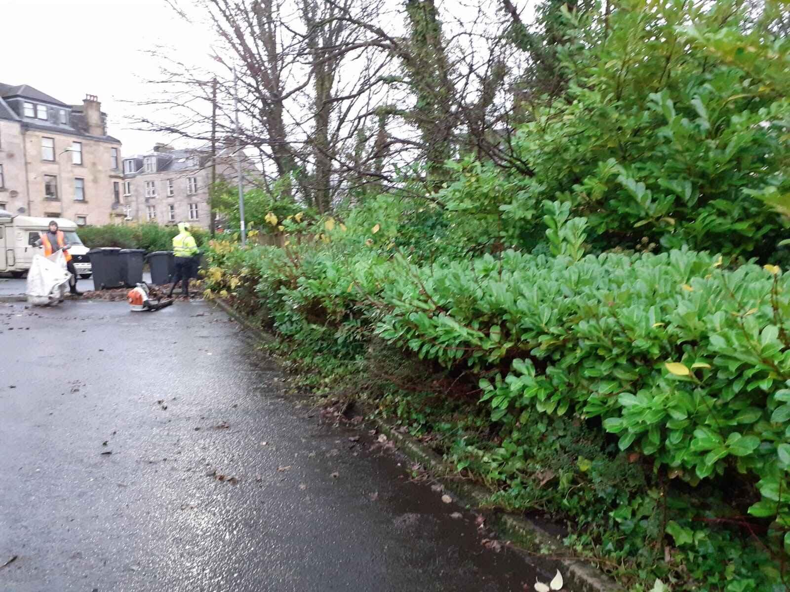 Shrub Winter Maintenance 1 before