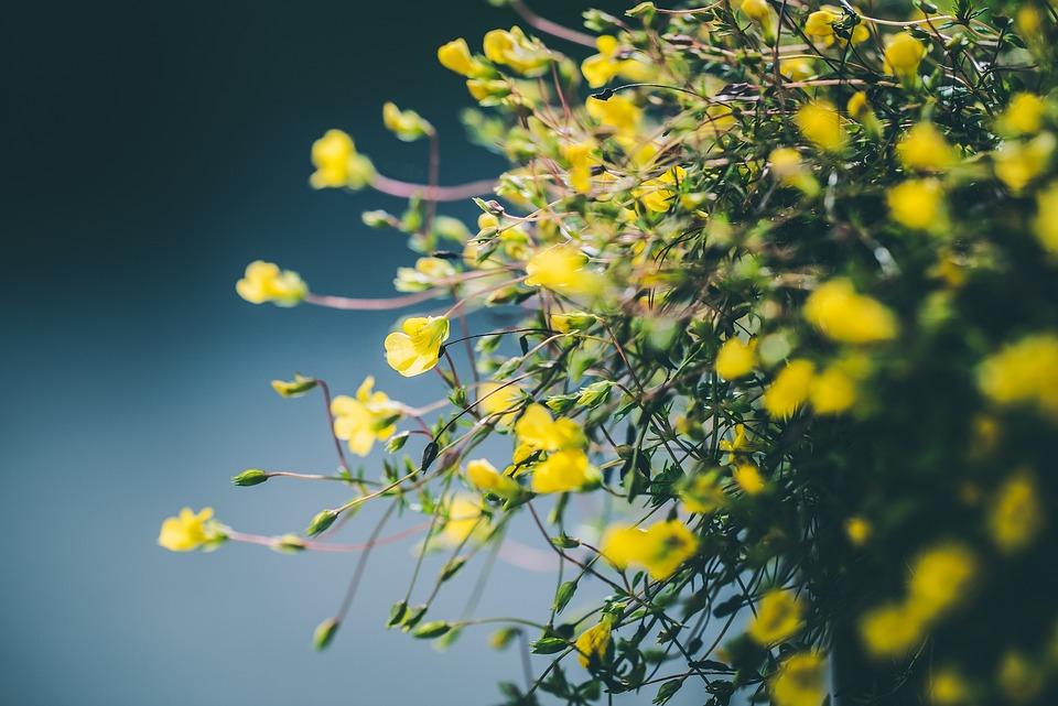 flowers 2