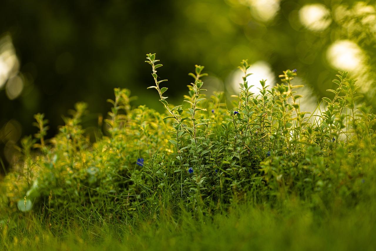 grass 2